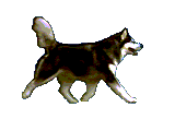 chien